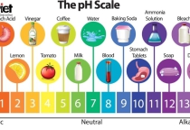 Độ pH Là Gì? Cách Cân Bằng Độ pH Trong Cơ Thể Hiệu Quả Nhất